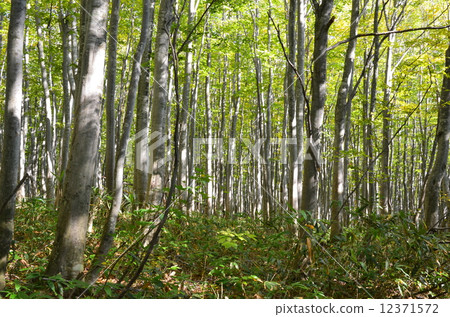 Beech forest Beech forest 12371572