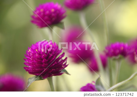 Autumn flowers Autumn flowers 12371742