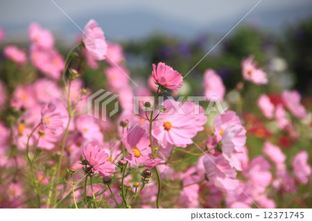Autumn flowers Autumn flowers 12371745