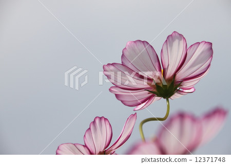 秋天的花朵 秋天的花朵 12371748