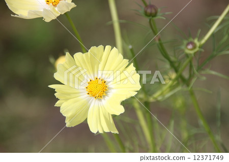 秋天的花朵 秋天的花朵 12371749