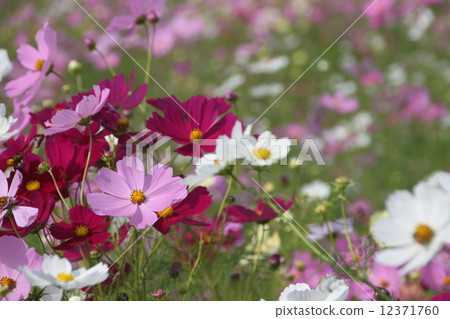 Autumn flowers Autumn flowers 12371760