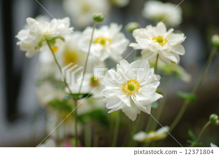 秋季混雜的花 - 雙開花 - 白色 12371804