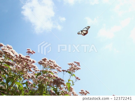 Asagi madara Asagi madara 12372241