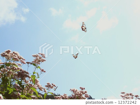 Asagi madara Asagi madara 12372242