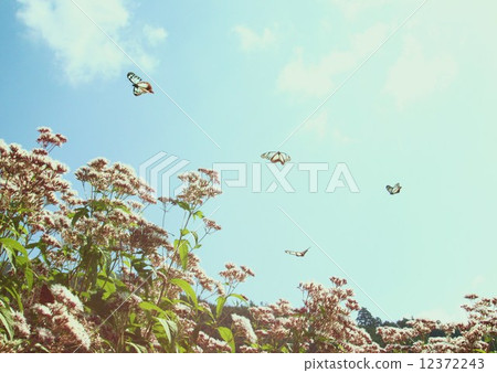 Asagi madara Asagi madara 12372243