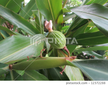 Moon peach seed 12372288