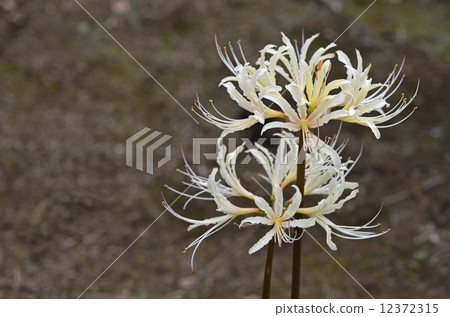 White bamboo shoots (White flower bamboo shoot) White bamboo shoots (White flower bamboo shoot) 12372315