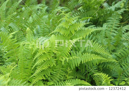 Fern fertility 12372412