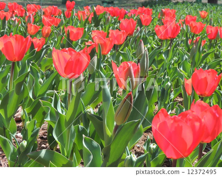 Tulip part 1 12372495