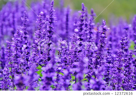 Furano's lavender Furano's lavender 12372616