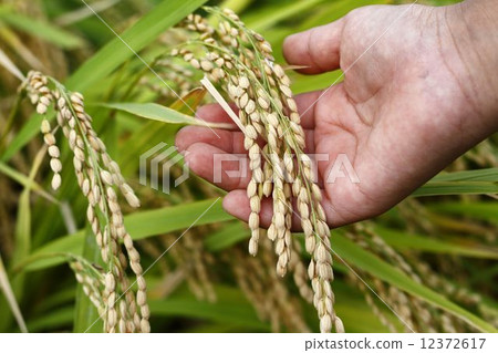Rice field Rice field 12372617