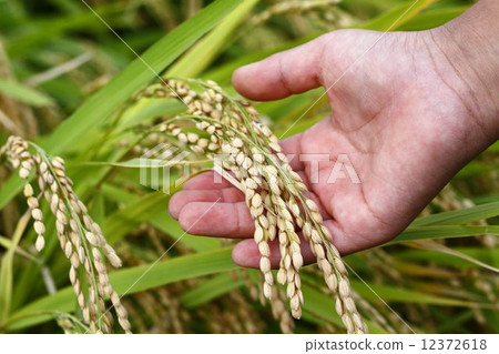 Rice field Rice field 12372618