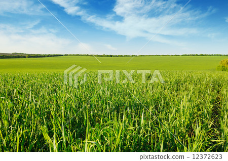meadow and blue sky meadow and blue sky 12372623