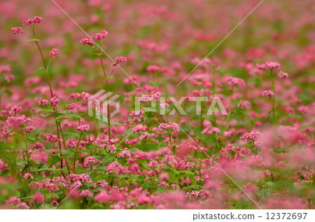 Soba flower 12372697