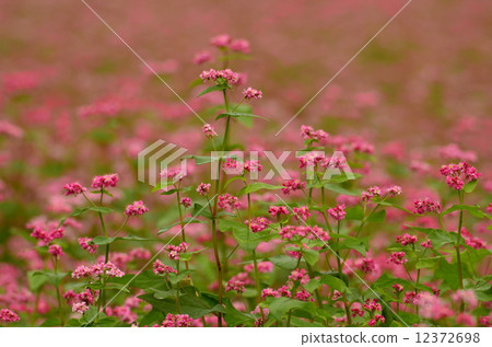 Soba flower 12372698
