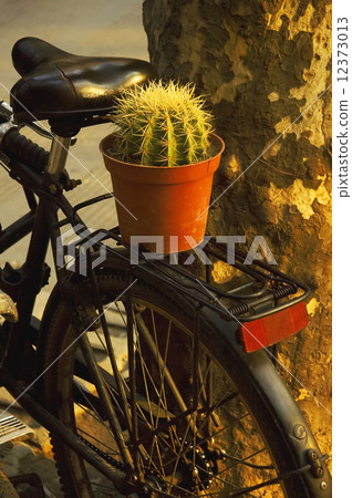 bicycle and plant bicycle and plant 12373013