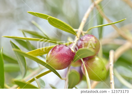 橄欖果 12373173