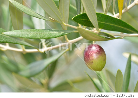 Olive fruit 12373182
