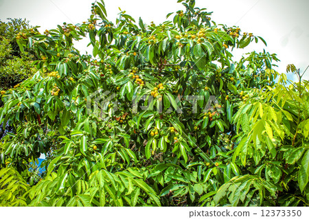 Exotic Tree in Thailand 12373350