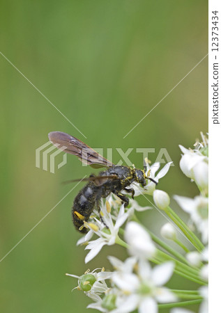 Kobi蜜蜂（淡黃色土壤） 12373434