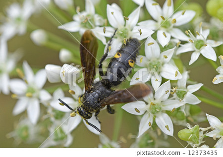 Kobi bee (yellowish soil) 12373435