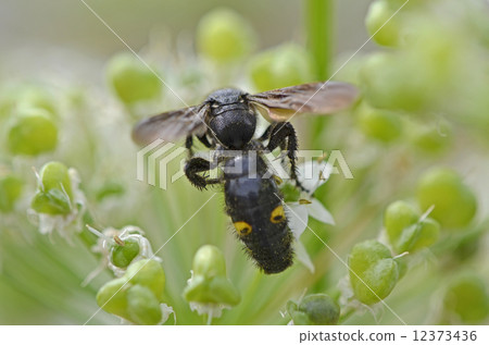 Kobi蜜蜂（淡黃色土壤） 12373436