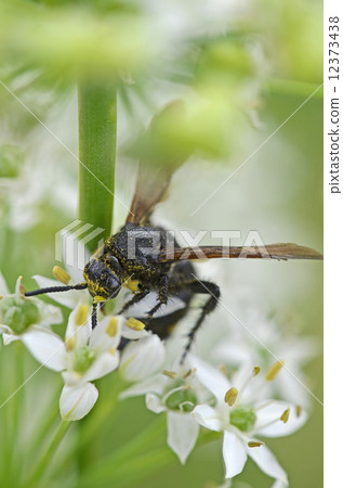 Kobi蜜蜂（淡黃色土壤） 12373438