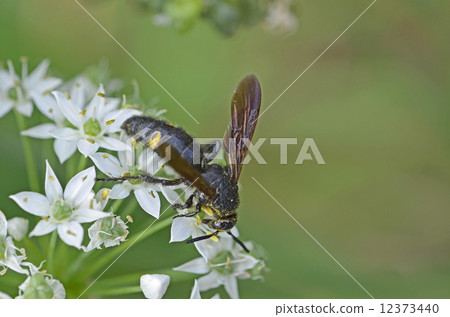 Kobi蜜蜂（淡黃色土壤） 12373440