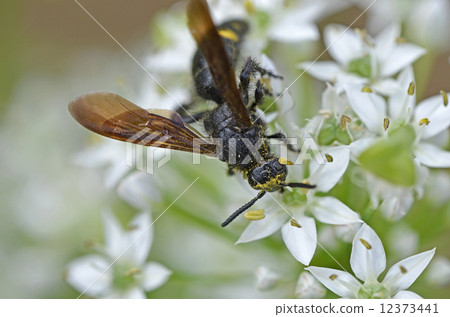 Kobi蜜蜂（淡黃色土壤） 12373441