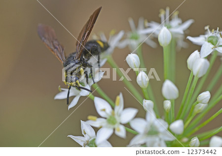Kobi蜜蜂（淡黃色土壤） 12373442