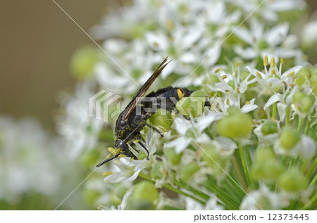 Kobi蜜蜂（淡黃色土壤） 12373445