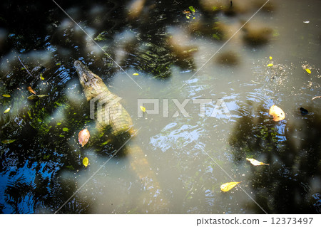 Crocodile in pond on farm zoo thailand  12373497