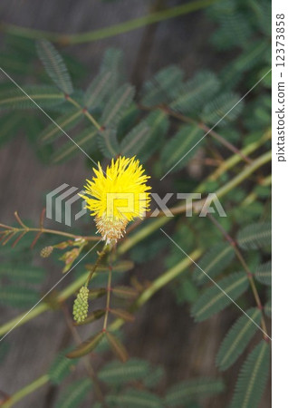 貓頭鷹先生 12373858