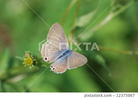 Yamato Shizimi 12373867