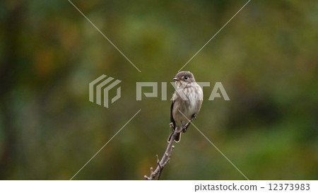 孤獨的samebataki 12373983