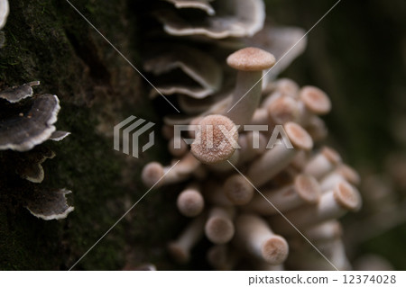 mushroom mushroom 12374028