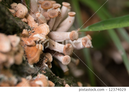 mushroom mushroom 12374029