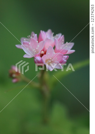 Natural plants Misozoba, small beautiful flowers bloom all over wetland in autumn. There are many variations of color, plants that are similar in appearance and are confusing plants. The deep color type looks more beautiful ② 12374263