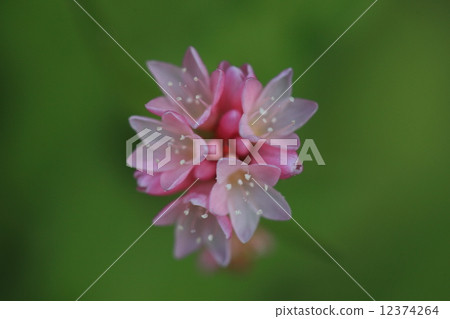 Natural plants Misozoba, small beautiful flowers bloom all over wetland in autumn. There are many variations of color, plants that are similar in appearance and are confusing plants. Dark color type looks more beautiful ① 12374264