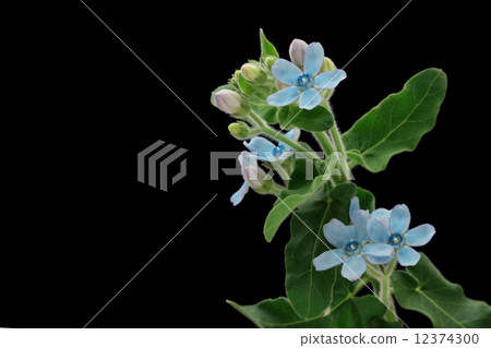 藍星 藍星 12374300