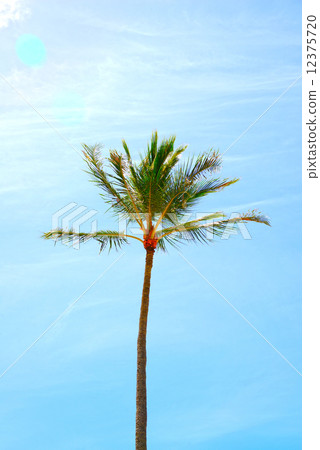 Palm tree 12375720
