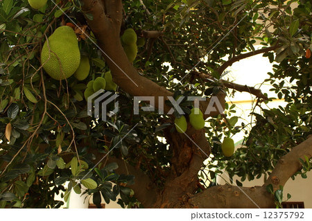 榴蓮果榴蓮樹 12375792