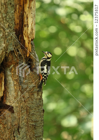 阿卡蓋拉在小樽公園 阿卡蓋拉在小樽公園 12375817