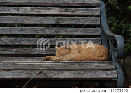 Creatures pet free cats, park benches off Creatures pet free cats, park benches off 12375890