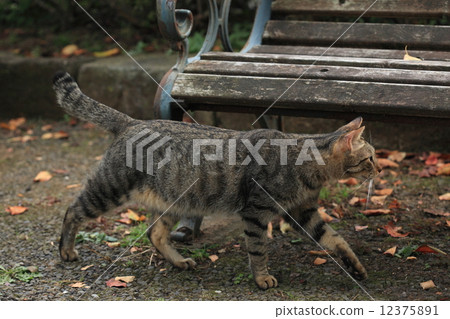 Creatures Pet free cats, find rivals during trolling and cement Creatures Pet free cats, find rivals during trolling and cement 12375891