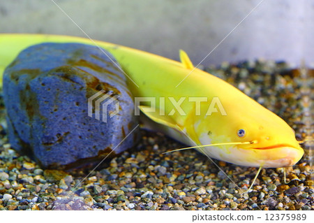 奇蹟鯰魚 12375989