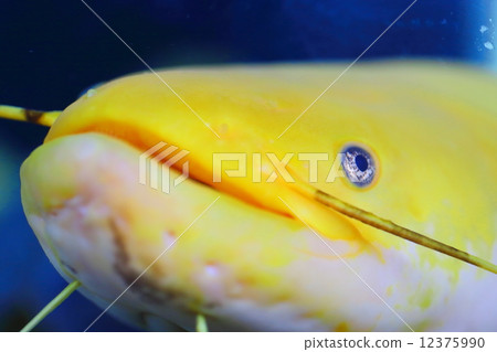 奇蹟鯰魚 12375990