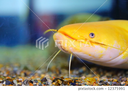 奇蹟鯰魚 奇蹟鯰魚 12375991