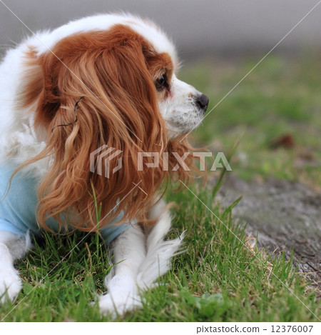 騎士·查爾斯國王·西班牙獵犬的布倫海姆 12376007